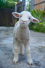 A fluffy young lamb with white wool standing outdoors, looking directly at the camera with a sweet expression and innocent charm.