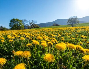 Obraz premium A vast field of vibrant yellow dandelions blankets a landscape beneath a clear blue sky, with distant mountains as a backdrop.