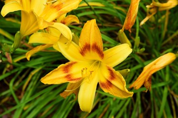 Bright yellow day lilies at garden area.