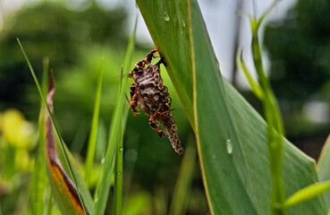 A wasp is building a nest on a leaf.