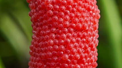 Apple snail eggs on the wood in the river