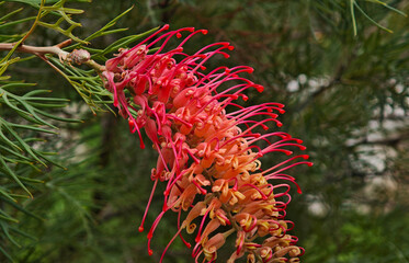 Red grevillea flower in the garden