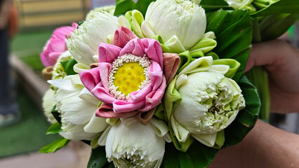 Pink Lotus flowers for worship