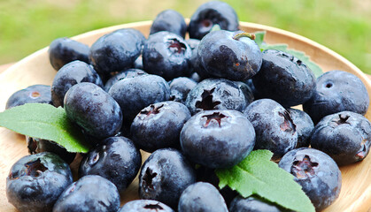 Freshly picked blueberries in wooden bowl.  Blueberry antioxidant.
