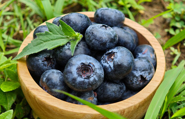 Fresh Blueberries in a wooden cup