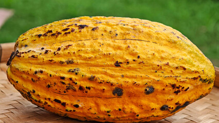 Fresh cocoa pods in a basket