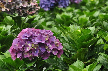A vibrant garden scene showcasing an abundance of hydrangea flowers in various shades of purple,...