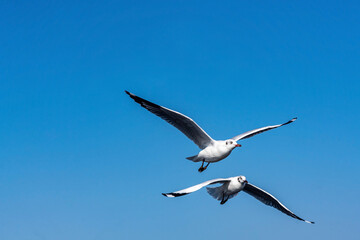 Seagulls flying on the beautiful blue sky, some chasing after food to eat at Bangpu, Samutprakarn in Thailand.