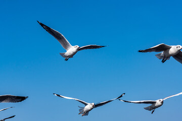 Seagulls flying on the beautiful blue sky, some chasing after food to eat at Bangpu, Samutprakarn in Thailand.
