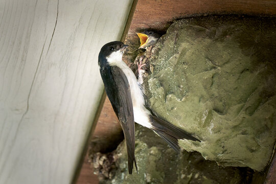 Mehlschwalbe (Delichon urbicum) am Nest bei seinem hungrigen Jungvogel - Dachvorsprung im Kloster Kirchberg, Sulz am Neckar, Deutschland