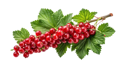 A vibrant and detailed closeup of ripe red currants on the branch