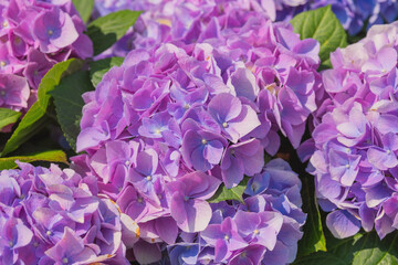 Vibrant purple hydrangeas bloom in sunny garden setting during springtime