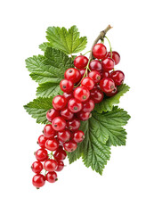 A vibrant cluster of red currants with leaves isolated against white background