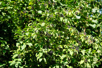 Die schwarze Apfelbeere Aronia kann ab August geerntet werden