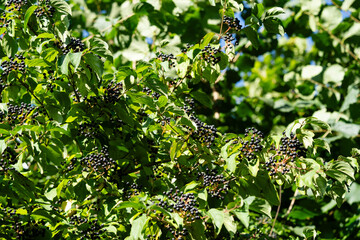 Die schwarze Apfelbeere Aronia kann ab August geerntet werden