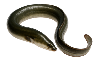 Eel with elongated, snake-like body and smooth skin