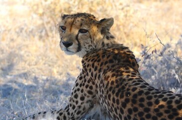 Cheater - Gepard