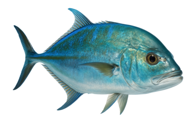 Trevally fish with elongated body and vibrant colors