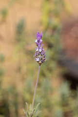 Close-up of Blooming Lavender Flower in Natural Light at Garden