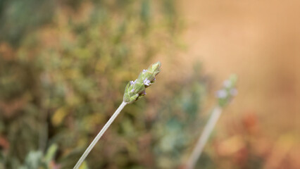 Close-up of Blooming Lavender Flower in Natural Light at Garden