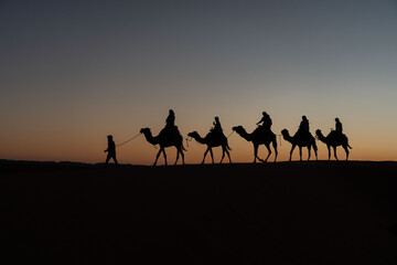 camels in the sahara desert during sunset