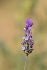 Close-up of Blooming Lavender Flower in Natural Light at Garden