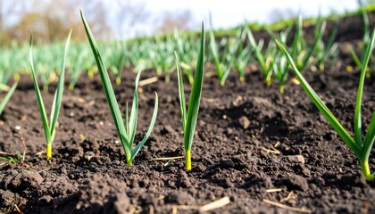 Young garlic plants sprout from dark soil in a gently sloping field, bathed in sunlight.