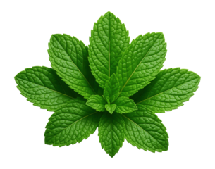 Fresh mint leaves arranged in a fan shape
