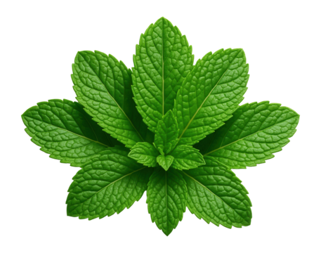 Fresh mint leaves arranged in a fan shape