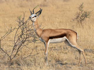Springbok