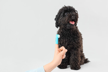 Female hand with toothbrush and Toy Poodle dog on table against light background