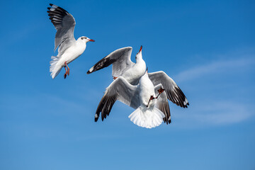 Seagulls flying on the beautiful blue sky, some chasing after food to eat at Bangpu, Samutprakarn in Thailand.
