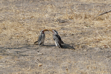 Calao à bec jaune offrant une feuille à sa femelle