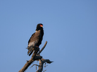 Bateleur des savanes