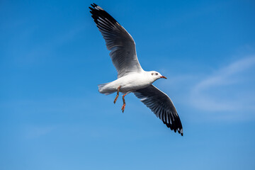 Seagulls flying on the beautiful blue sky, some chasing after food to eat at Bangpu, Samutprakarn in Thailand.