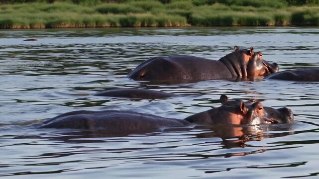Hippopotamuses Move Smoothly Within Kafue River Currents SLOW MOTION 8K RESOLUTION - Mature hippos and young one swim peacefully in the still waters of the Zambian Kafue River, their enormous bodies 