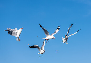 Seagulls flying on the beautiful blue sky, some chasing after food to eat at Bangpu, Samutprakarn in Thailand.