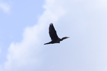 Cormorant flying up, partly cloudy background, cormorant flying into the air in a cloudy sky, cormorant ascending into a partly cloudy sky, blue sky, Phalacrocoracidae