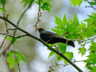 blackbird on tree in forest