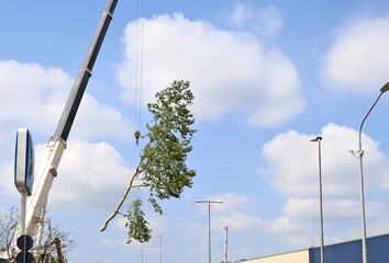 Mobile crane is removing a tree  that fell on the road after a storm.