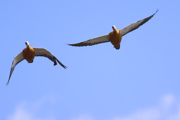 two ruddy shelducks in flight, Ruddy shelducks flying over me, blue sky, Ruddy shelduck in backlight, Tadorna ferruginea, open wings