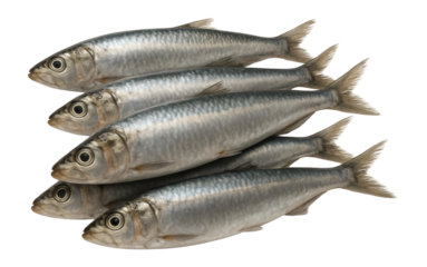 Raw sardines, whole
