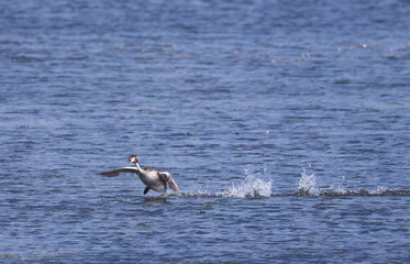 Great crested grebe in breeding plumage runs across the lake, great crested grebe appears to run across the water, water splashes around the great crested grebe, beautiful plumage, Podiceps cristatus