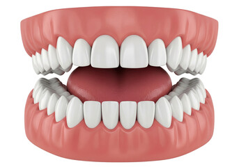 Obraz premium 3D Human Jaw Model with Healthy White Teeth and Gums - Dental Anatomy & Oral Health Concept