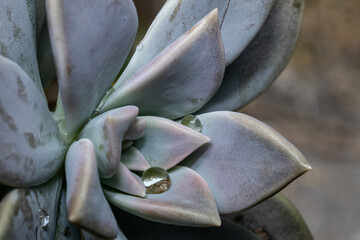 Bead of water nestled in a blue grey plant