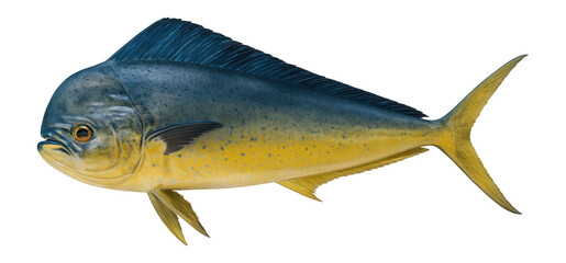 Fototapeta premium Raw mahi-mahi, whole