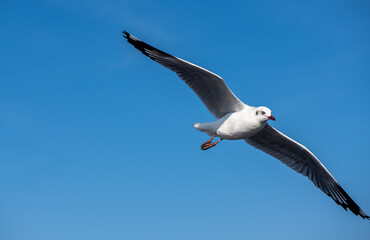 Seagulls flying on the beautiful blue sky, some chasing after food to eat at Bangpu, Samutprakarn in Thailand.