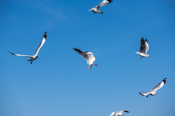Seagulls flying on the beautiful blue sky, some chasing after food to eat at Bangpu, Samutprakarn in Thailand.