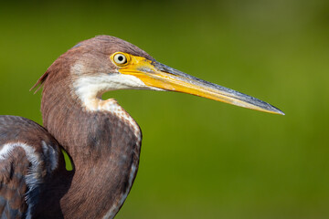 Young Heron in the Florida Marsh