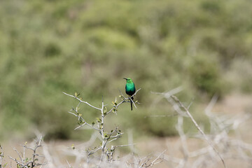 Souimanga malachite
